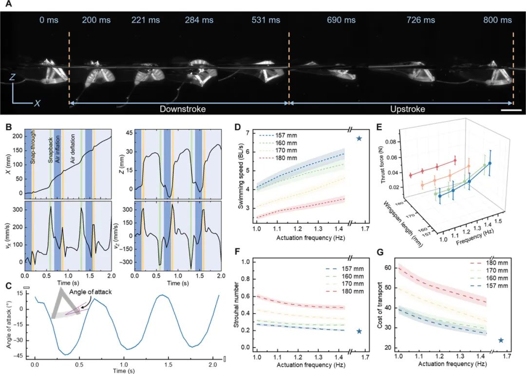 Science Advances发表！北卡罗来纳州立大学×弗吉尼亚大学推出单稳态扑翼软体游泳机器人，实现高速多模态水面水下机动！(图6)
